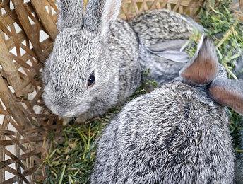 开放世界生存建造游戏《心神失控》公布 单人版的《饥饿游戏》